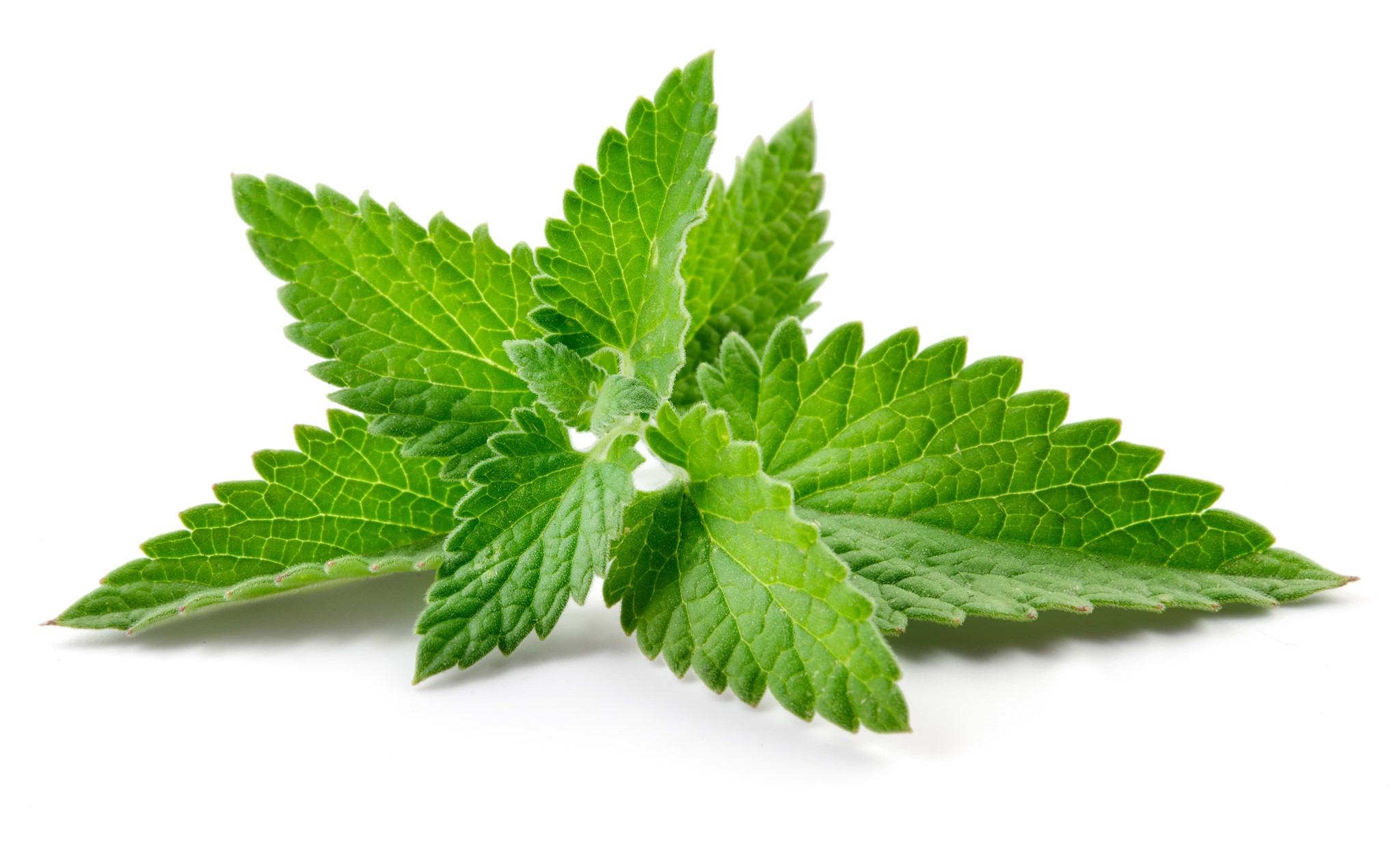 Obrázok výrobcu Peppermint