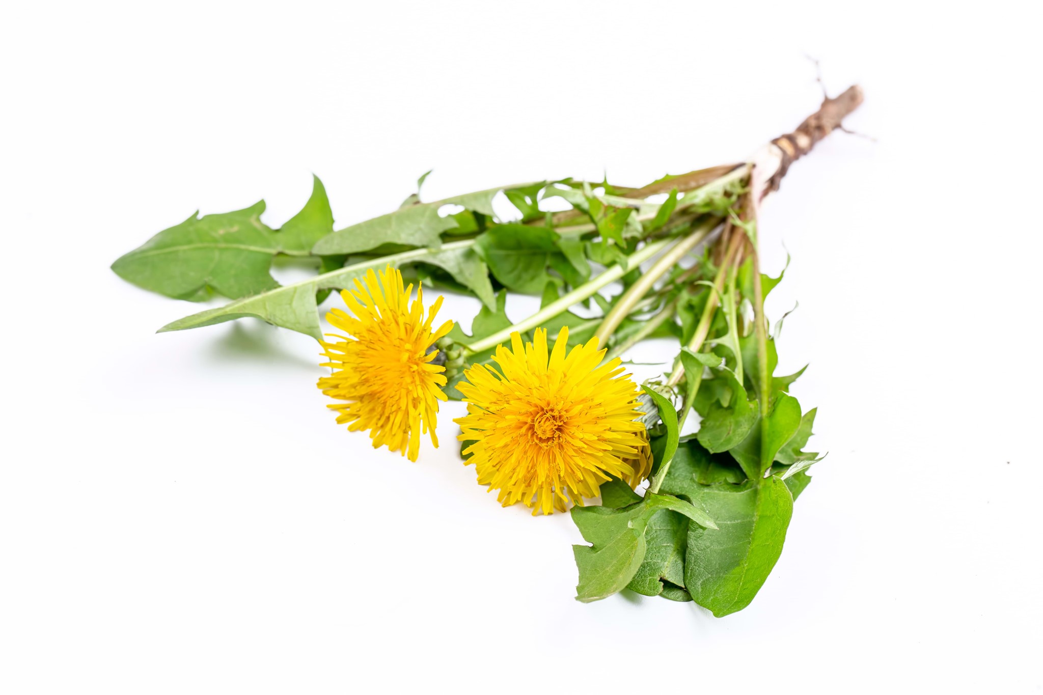 Obrázok výrobcu Púpava lekárska