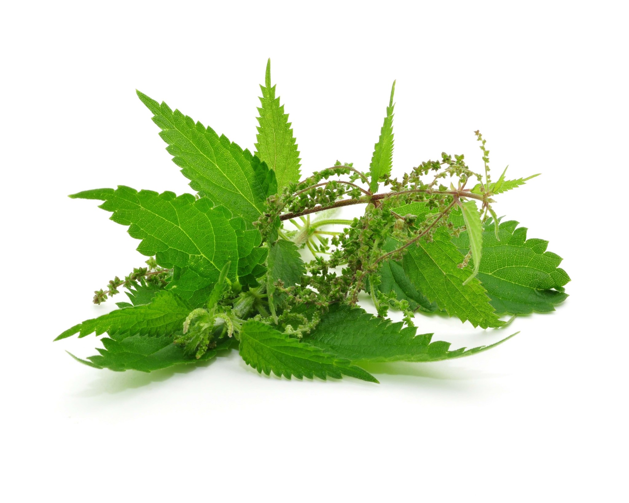 Obrázok výrobcu Žihľava