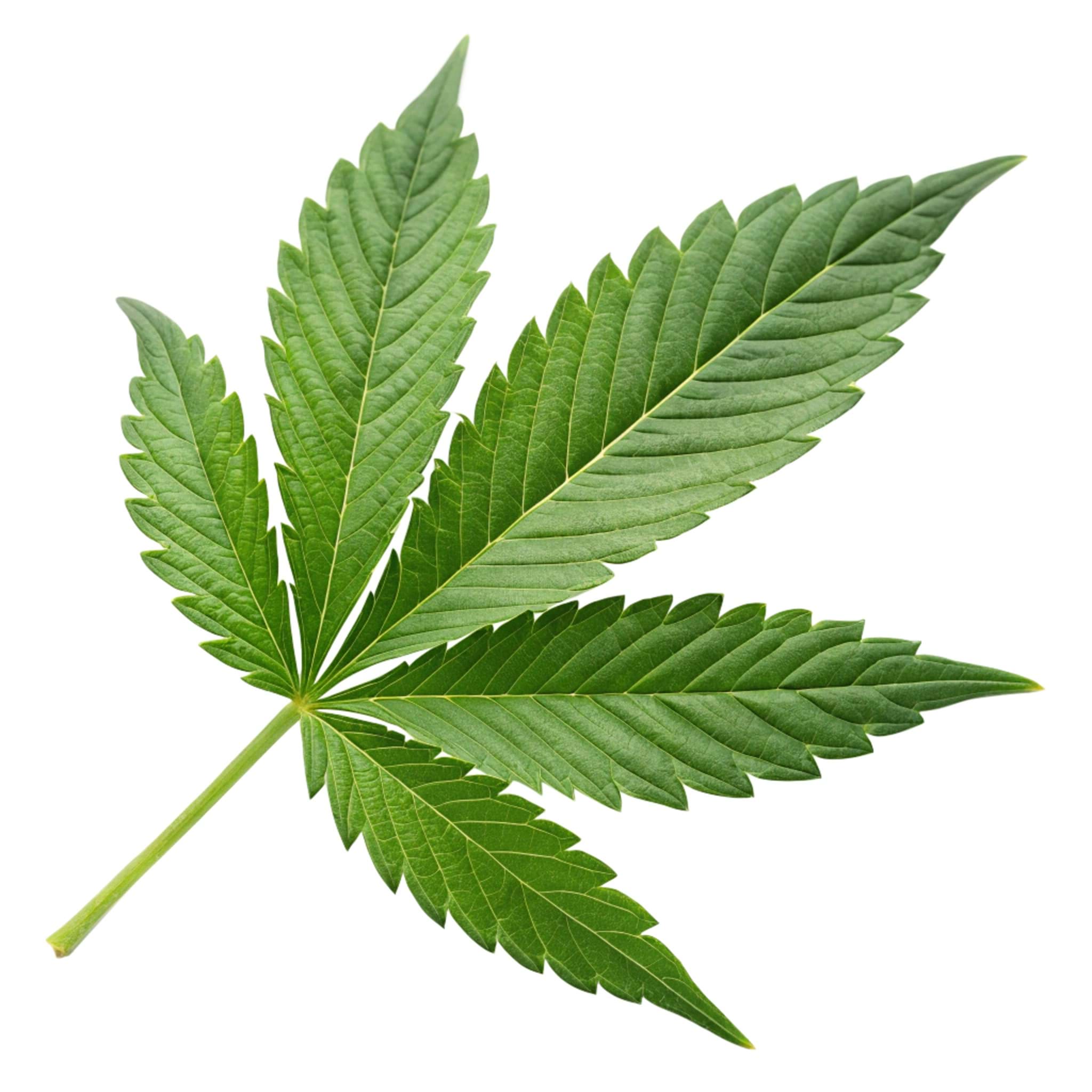 Obrázok výrobcu Cannabis